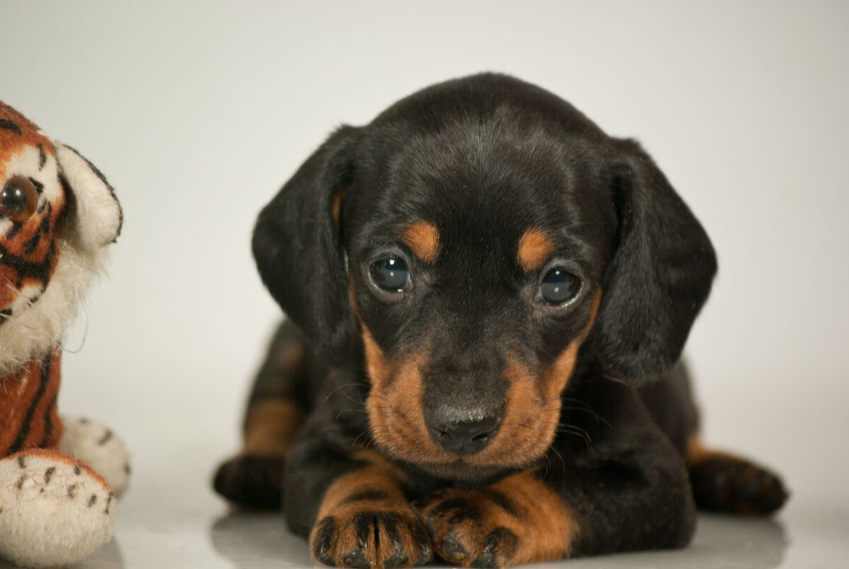 Кристина с Волчьей земли