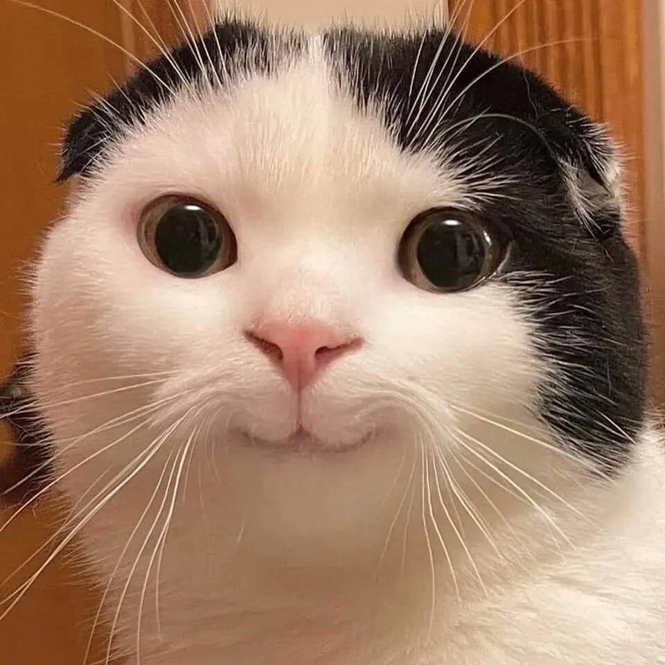 Кошки — это важная часть нашей жизни. И, если задуматься, множество фактов о кошках мы просто не знаем, несмотря на то, что они живут рядом с нами. Поэтому 10 интересных фактов о кошках.