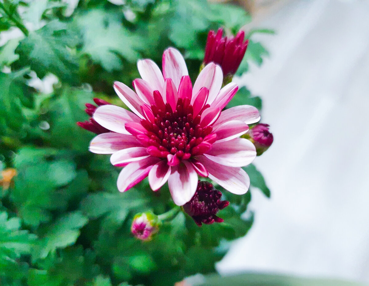 Моя "ночная" радость