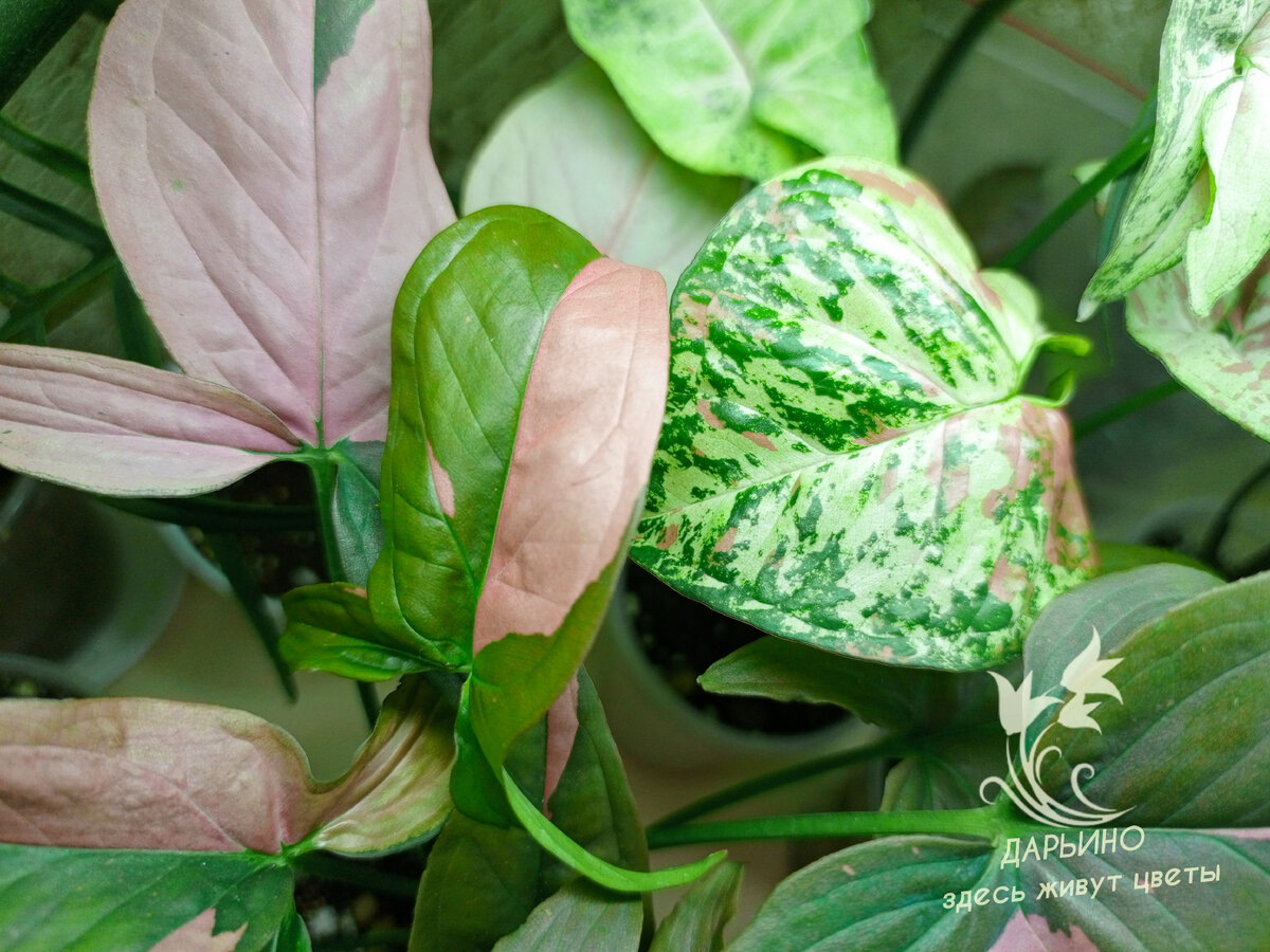 Укоренение черенки сингониумов ждут отправки к заказчикам в другие города