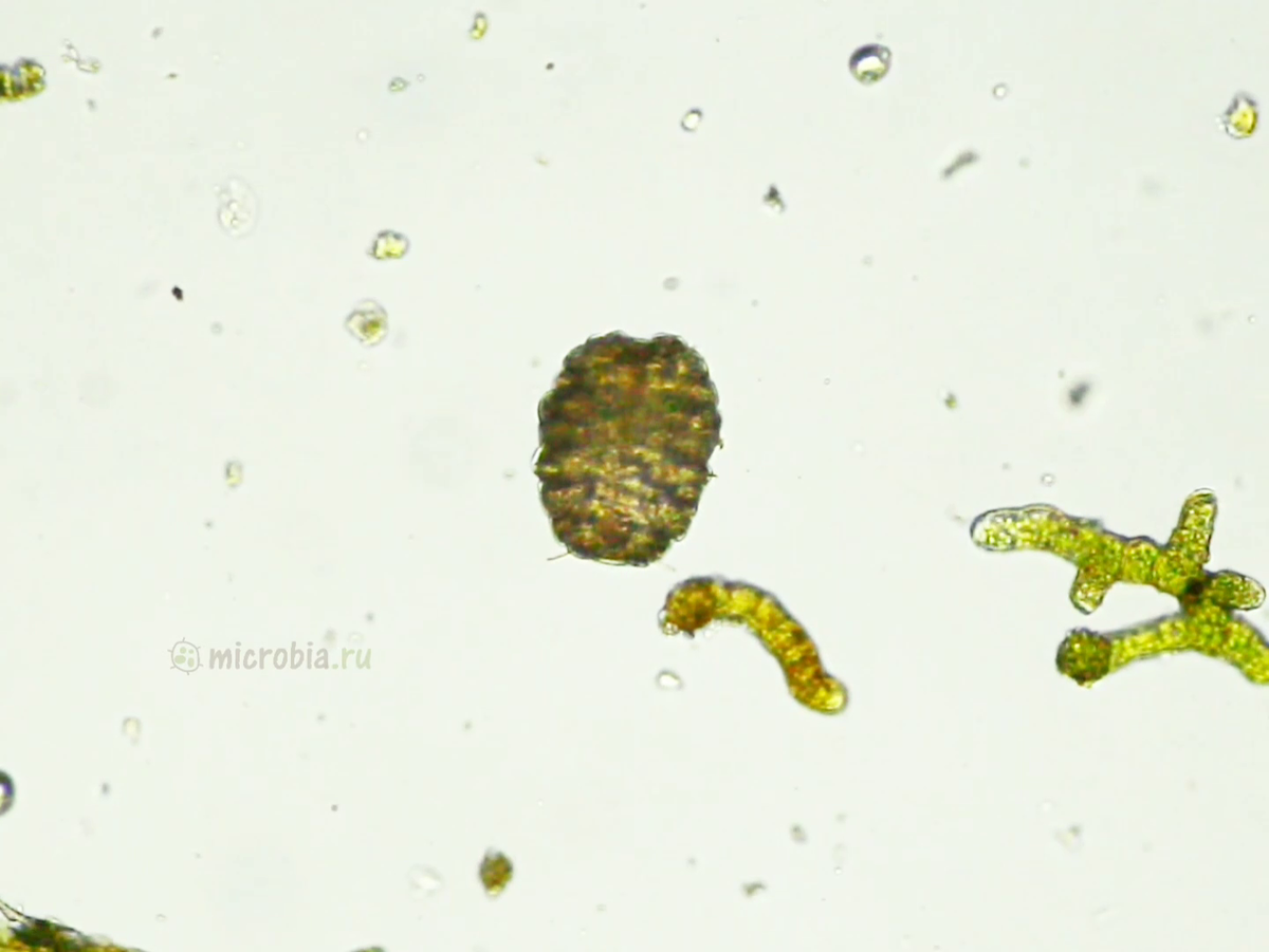 Тихоходка в состоянии бочонка (в криптобиозе)