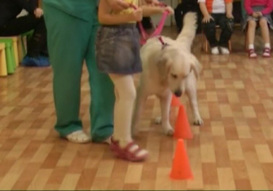     Лабрадоры-терапевты лечат детей-аутистов. Фото: кадр видео, архив КП