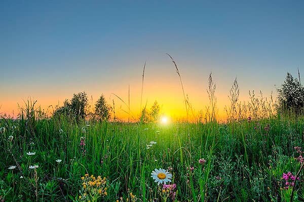 Когда роса подсвечена первыми лучами сонца, тогда уже и можно целебные травы собирать