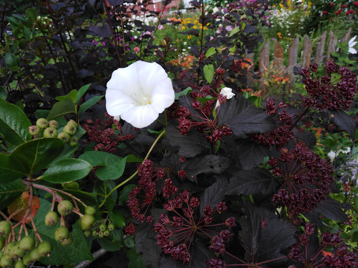 Одно из самых красивых фото: белый повой заборный на фоне темной листвы пузыреплодника калинолистного Дьябло