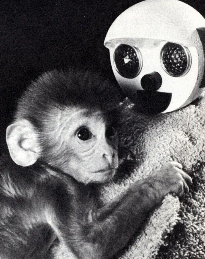 Обезьянка прижимается к плюшевому манекену