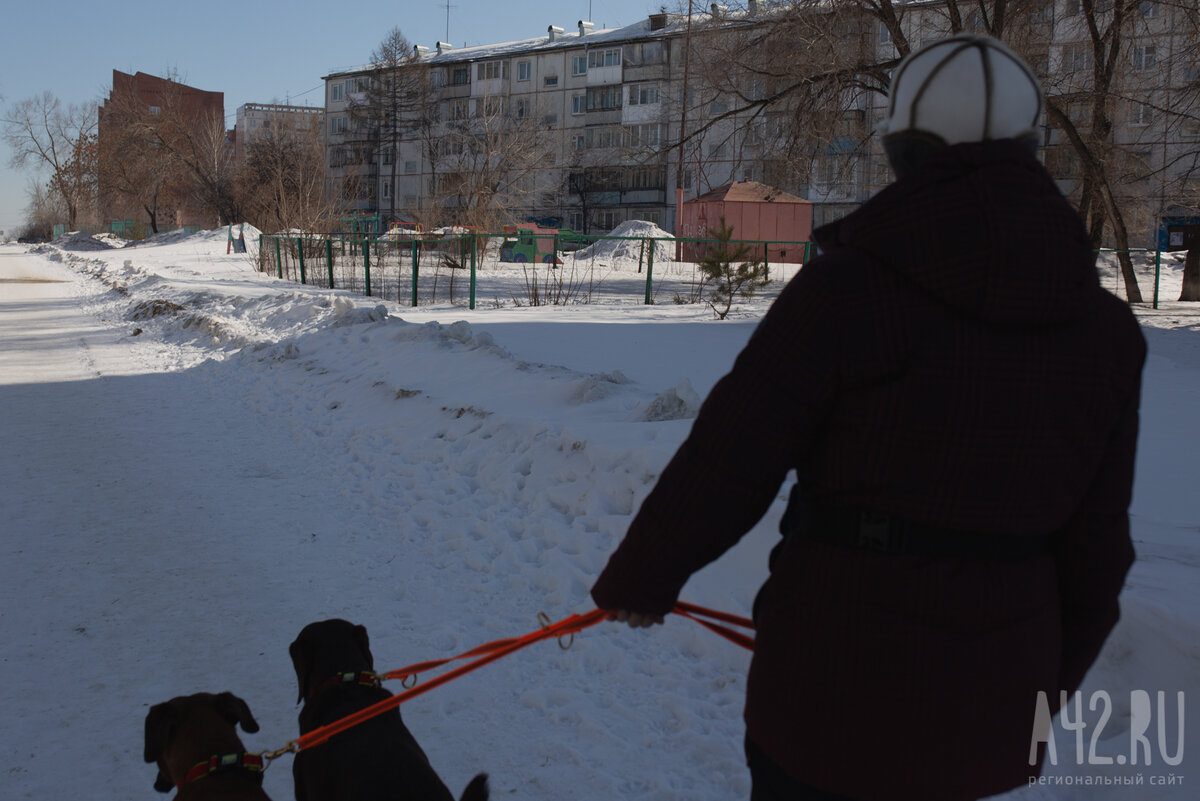 Развалины и грязь. Как мы обходили площадки для выгула собак в Кемерове и  Новокузнецке | A42.RU | Дзен