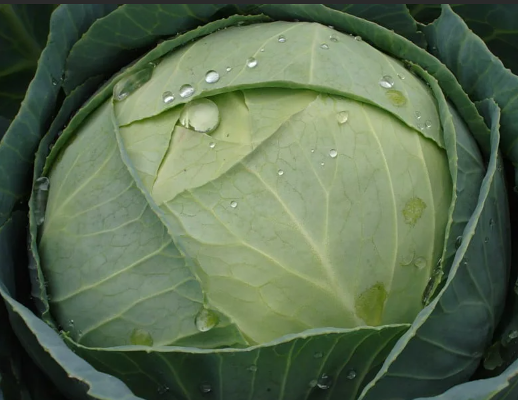 Капуста белокочанная.
