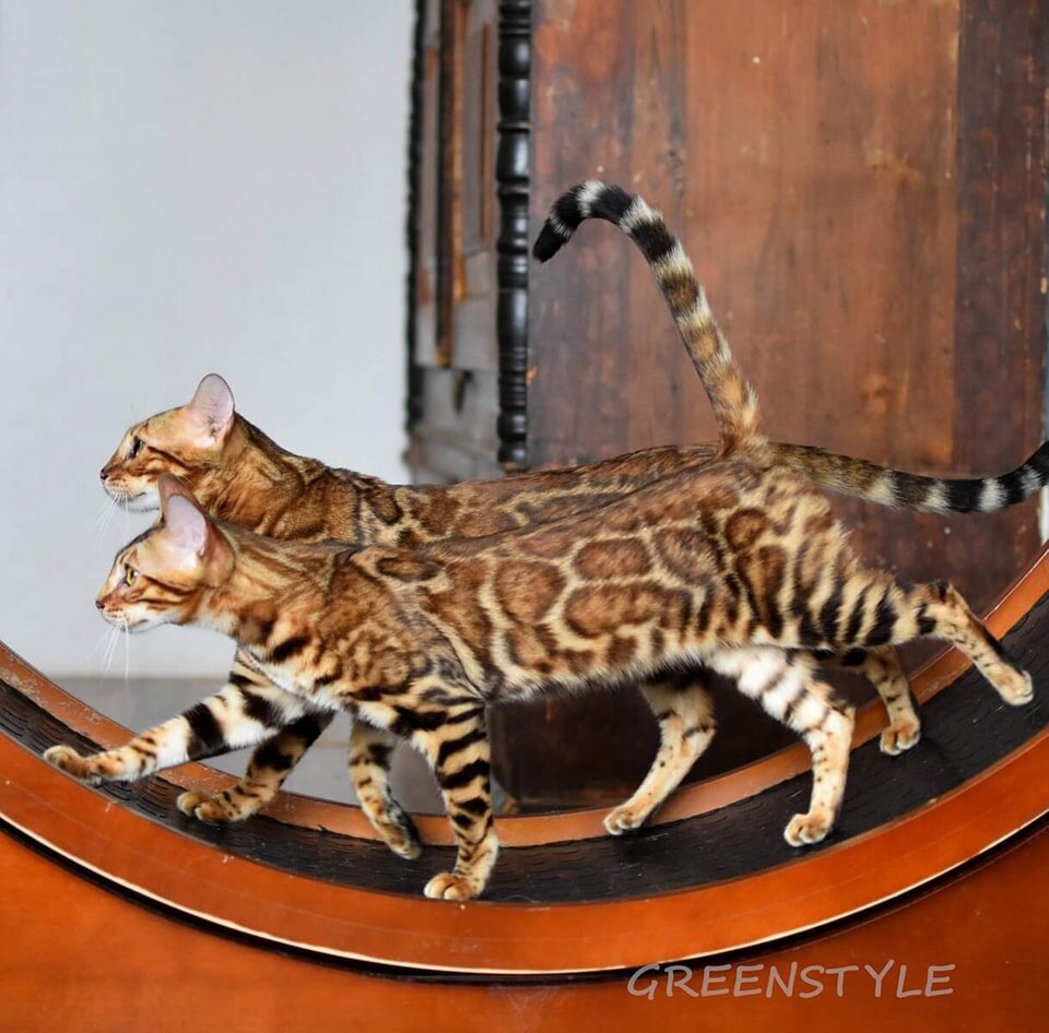 Девчонки, мама и дочь. Спортивная ходьба в колесе. Видите пятнышки-розетки на хвосте?