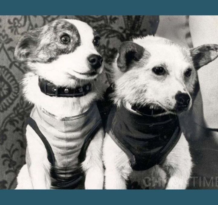  Все знают, что Белка и Стрелка – первые собаки в космосе. Вот несколько интересных фактов об их полёте:
⠀
1.Белка и Стрелка 17 раз облетели Землю🌍  
2.Для этого полёта были отобраны 12 собак.-2