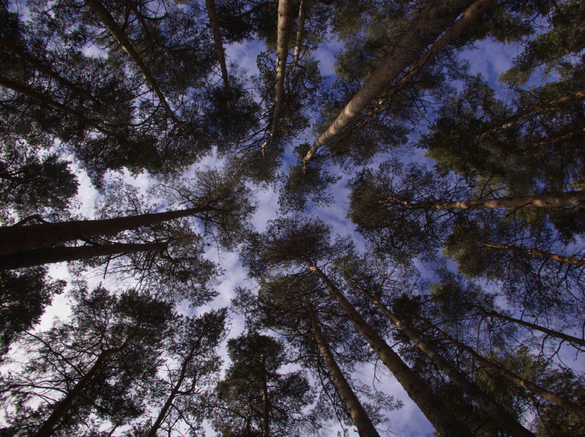 Фото выполнено на Nikon Coolpix 5000 + Nikon WC-E68. Оригинальный RAW по ссылке в конце статьи