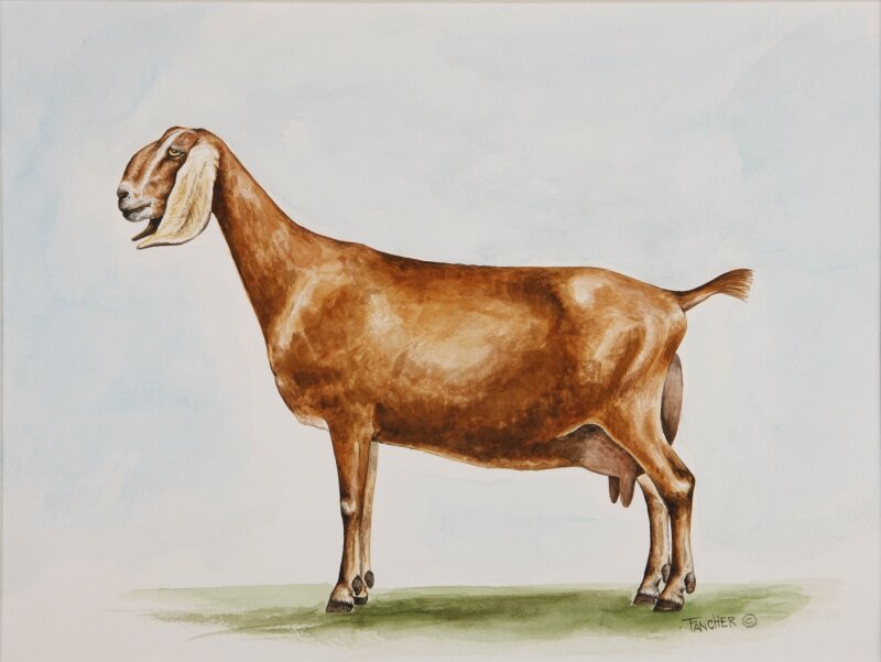 Картинка с сайта https://americangoatfederation.org