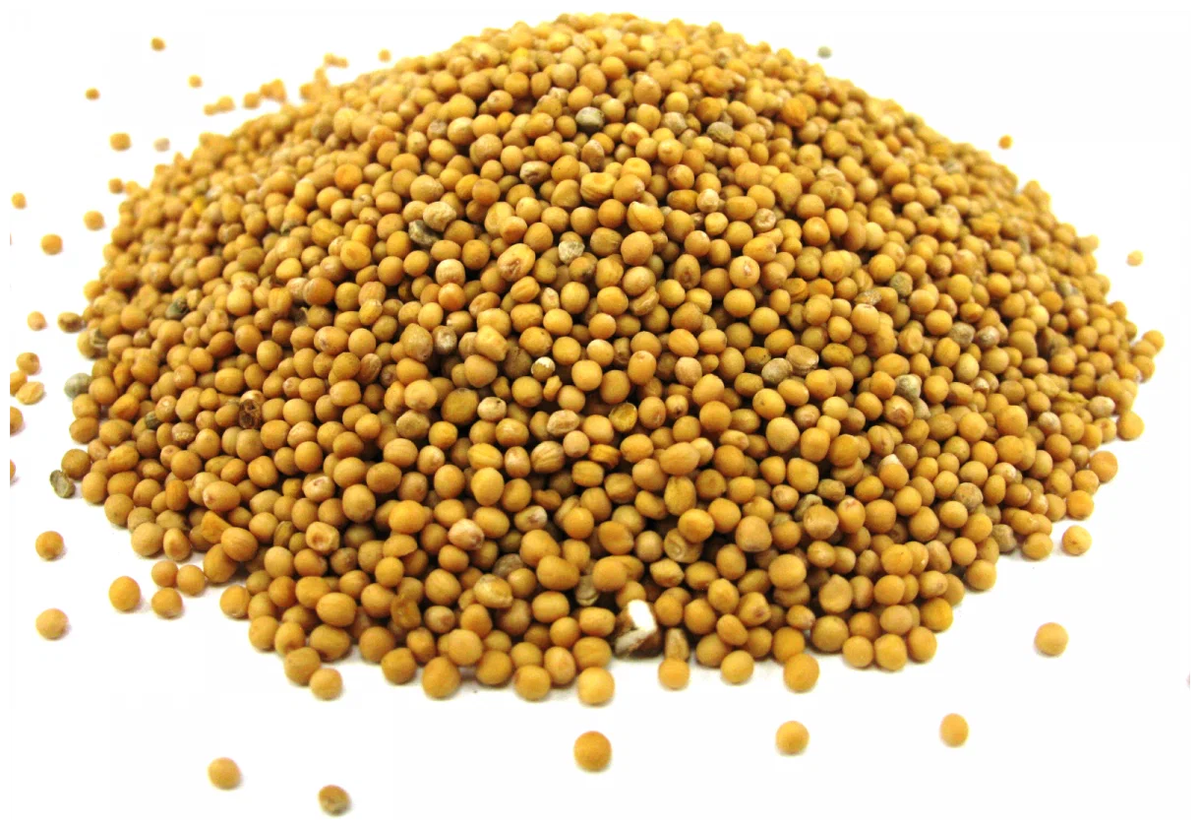 Источник: https://sianiebobruisk.by/wp-content/uploads/2019/03/Gorchica-belaja.png