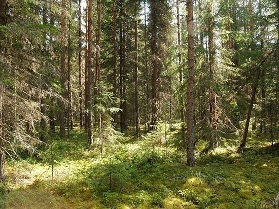     Фото их архива центра природопользования и охраны окружающей среды