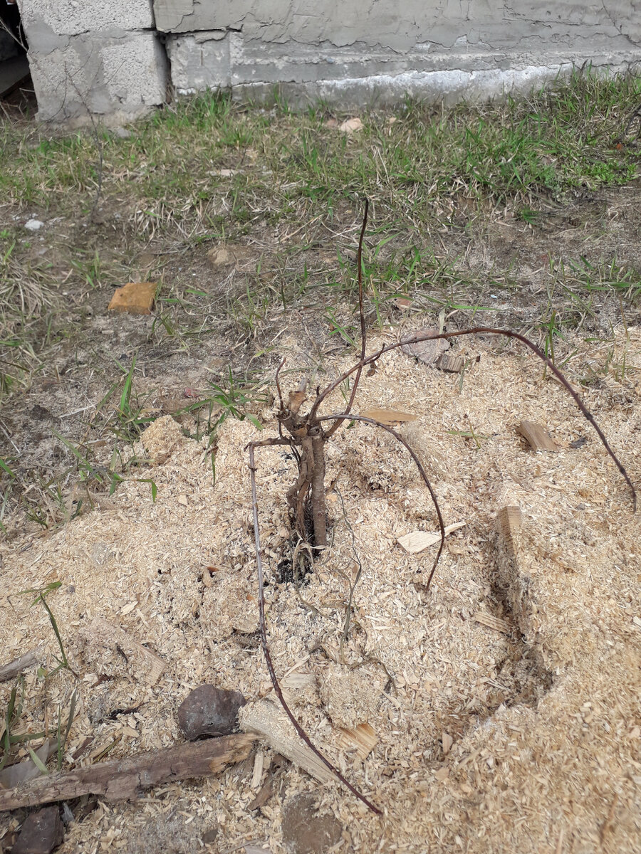 Молоденькая форзиция.