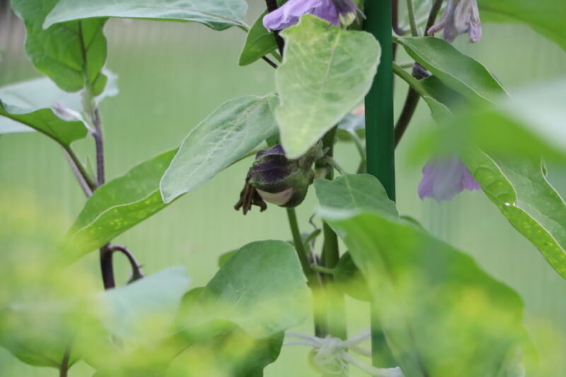 Не завязываются баклажаны в теплице