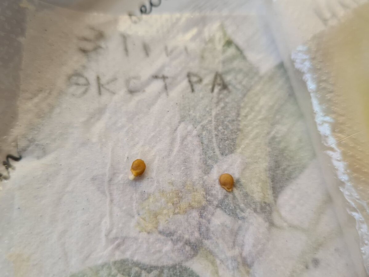 Эпин-экстра