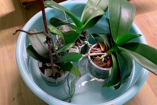 как поливать орхидею во время цветения в домашних условиях