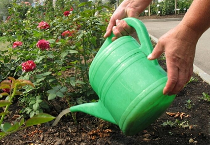 Полив роз обзор правил полива в открытом грунте Как поливать розы в жару и можно ли использовать холодную воду