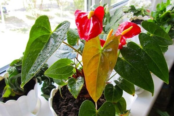 Причины желтизны и засыхания листьев у антуриума и как с этим бороться