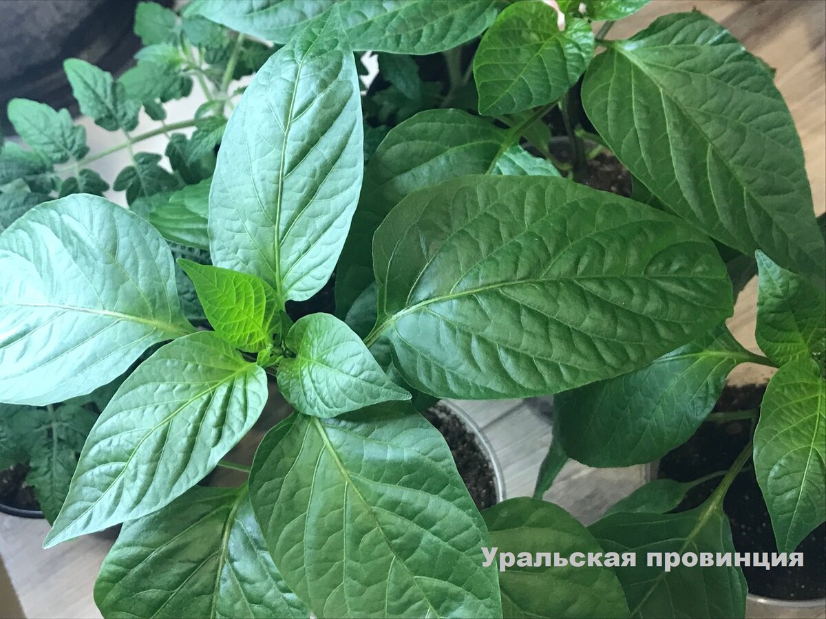 Моя рассада перца