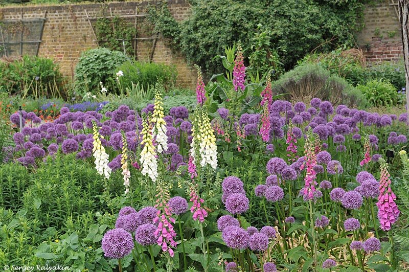 Наперстянка пурпурная