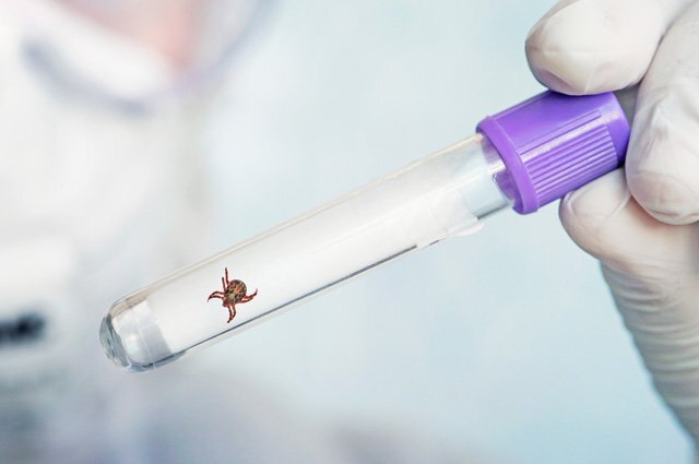    Как защититься от клещей?