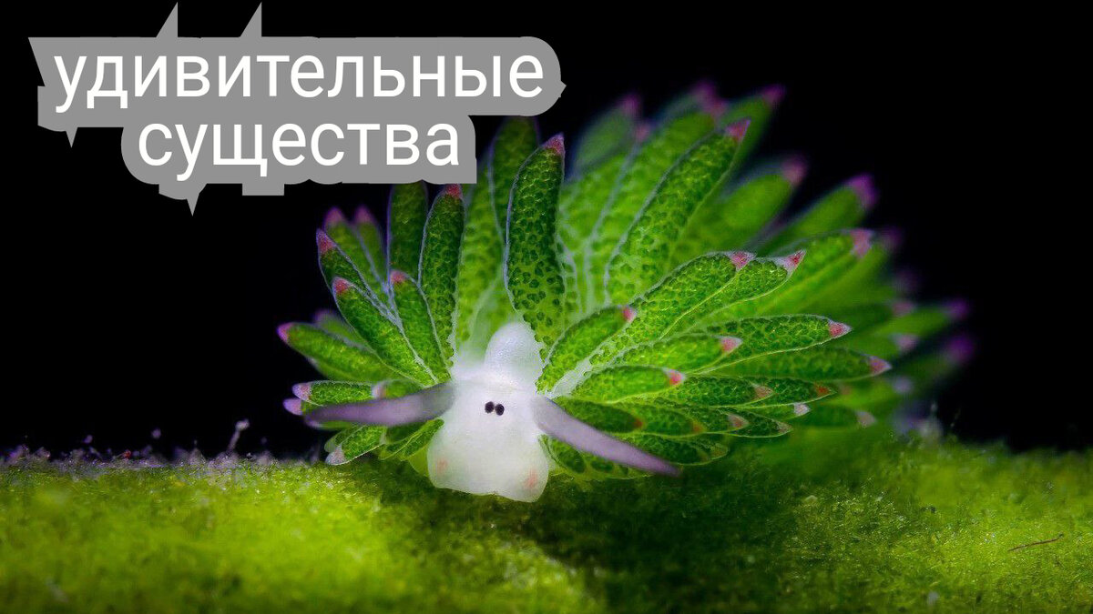 Удивительные существа! Подборка!