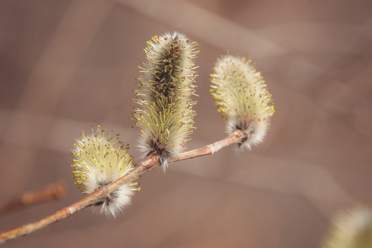    Вербное воскресенье 2023: какого числа, что можно и нельзя делать