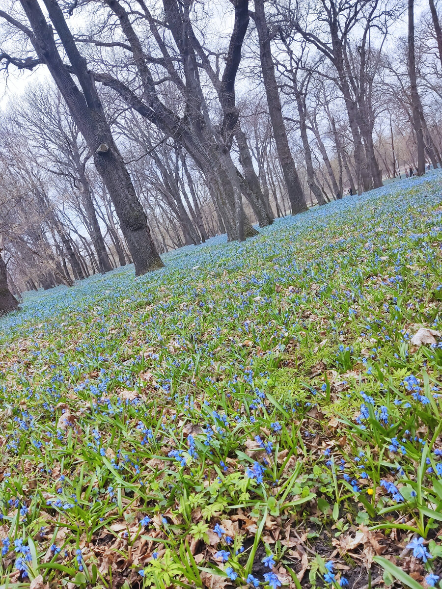 Первоцветы в усадьбе Загряжских- Строгановых. 