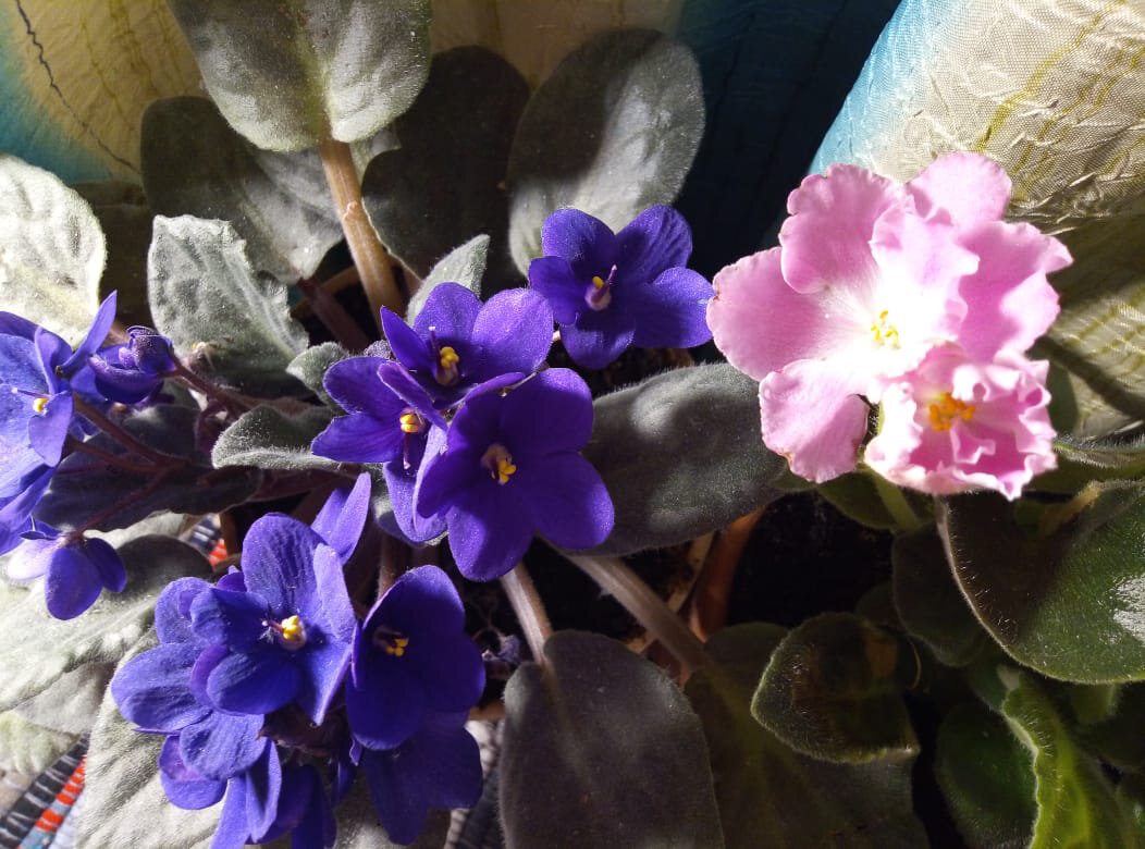 Вот такая красота расцвела у Фимы в комнате. Фото автора 