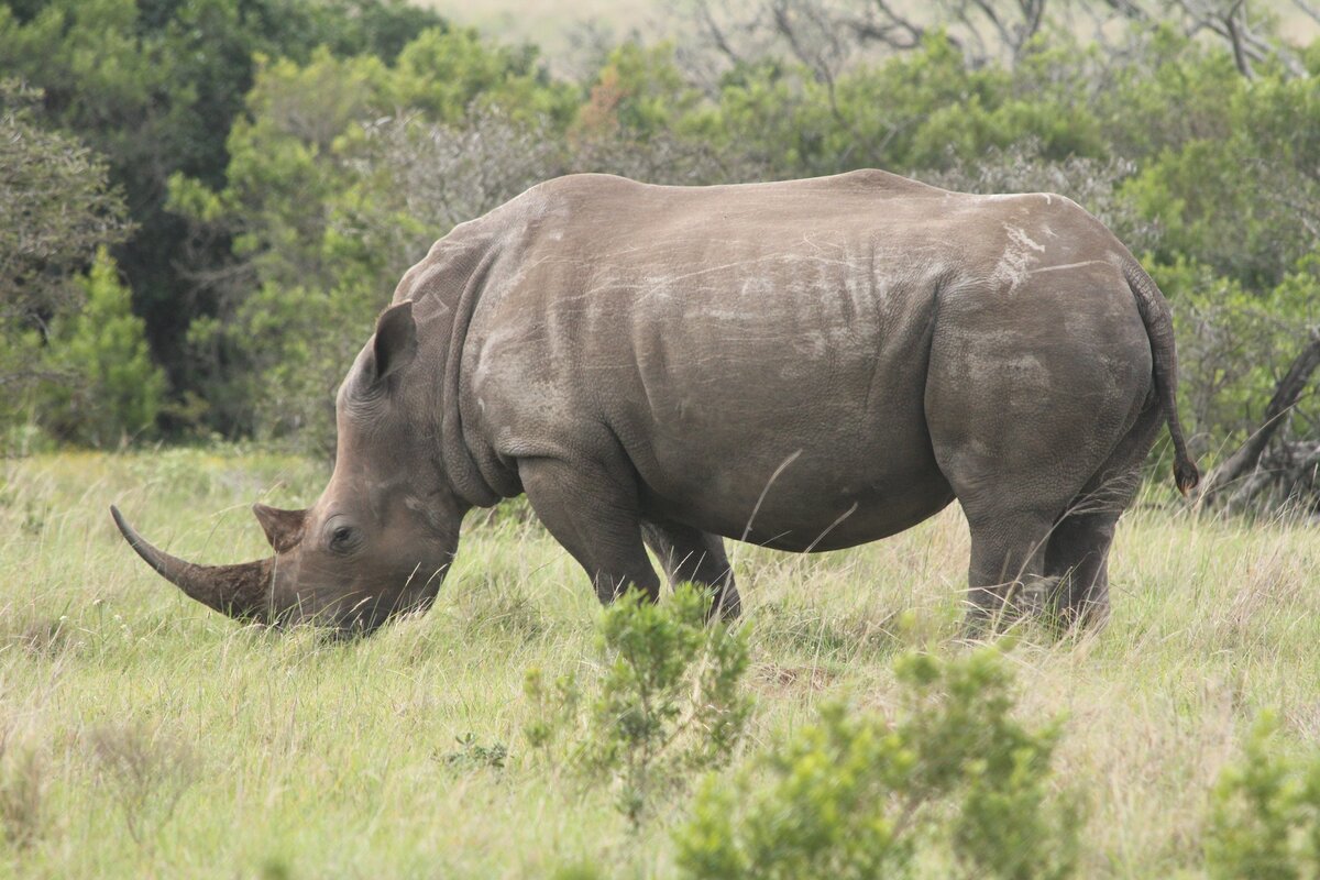 Носорог все выступления. Носорог фото. Танк носорог. Rhino Horn. Rhino profile picture.
