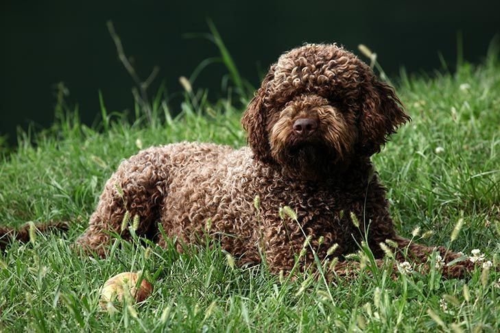Собака породы Lagotto romagnolo