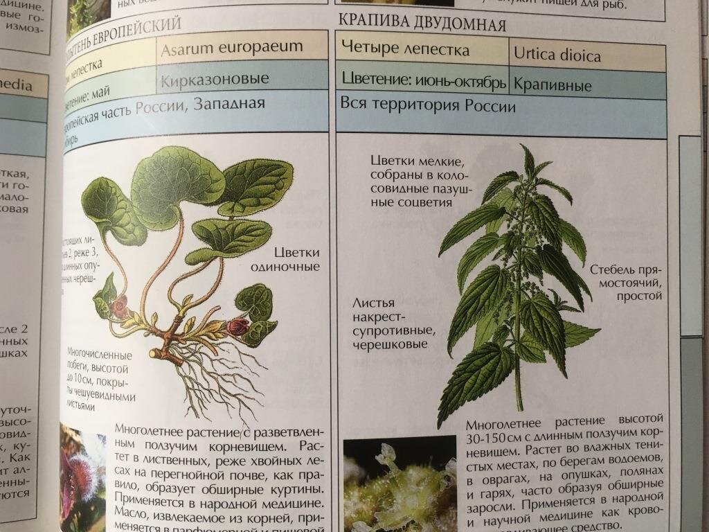 Полезные сорняки, которые весной можно съесть (витамины) | Есть время под  солнцем | Дзен