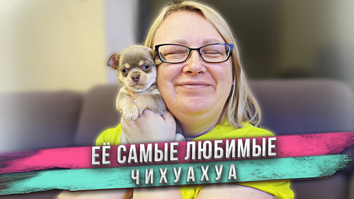 Download Video: Затискала щенков чихуахуа! Обожаю чихуашек! Нет ничего в мире прекрасней!