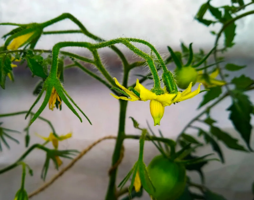 Фотография взята из источника frontend.vh.yandex.ru