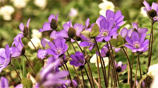 Весна Природа Цветение первоцветов / Spring Nature Flowering primroses