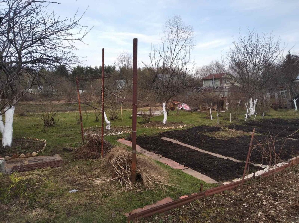 Технология побелки деревьев осенью водоэмульсионкой