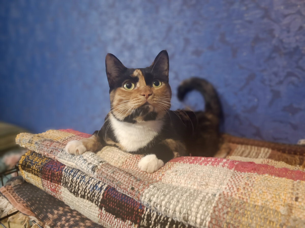 Панда всю жизнь страдает от недостаточного потребления влаги. 