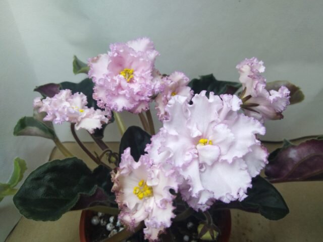 ���� ���-���� ����������. � fialki-komnatnye  📷
