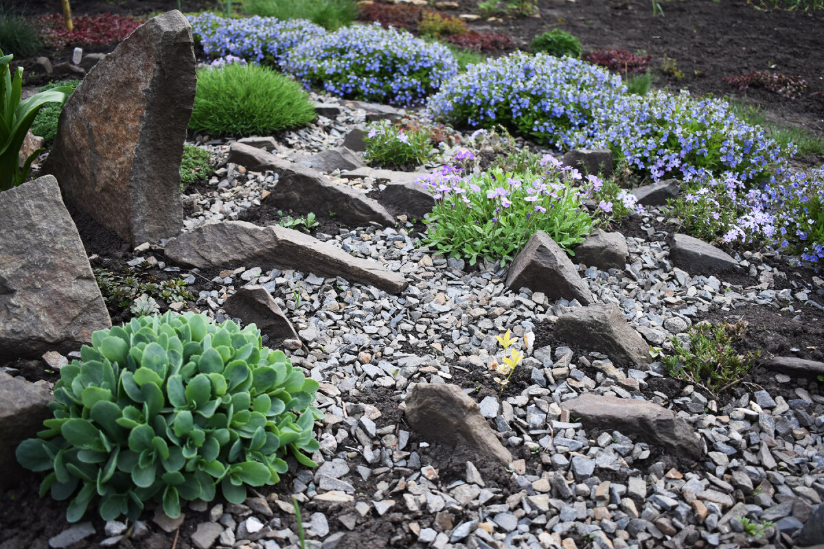 Рокарий весной