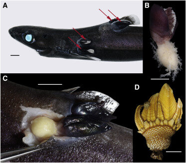 Рисунок 1. Anelasma squalicola In Situ на Etmopterus spinax и сравнение с ближайшим существующим родственником, Capitulum mitella. (A) Акула-фонарь с бархатным брюхом, Etmopterus spinax, зараженная двумя парами Anelasma squalicola (красные стрелки), две перед первым спинным плавником и две над грудным плавником.
(B) A. squalicola в целом с головкой и открытым стеблем. (C) Образец A. squalicola (на месте) с ножкой, частично отделенной от плоти акулы.
(D) Capitulum mitella, приливно-отливная ракушка из Восточной Азии, которая является ближайшим живым родственником A. squalicola.
Масштабные полосы представляют собой 1 см (A, C и D) и 0,5 см (B).