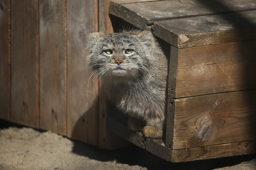 Фото: nsknews.info