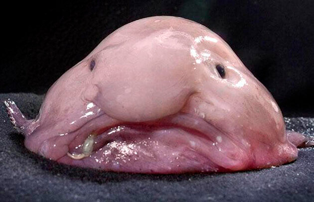 Странное и больше похожее на персонаж мультфильма животное. У рыбы-капли нет чешуи и мышц, но есть плавники. Желатиноподобная рыба спереди тоже вовсе непохожа на рыбу, а больше на ворчливого человека. Огромный рот, массивные губы, нос картошкой и 2 небольших глаза делают её запоминающейся. Благодаря этим особенностям рыбы спокойно «сидит» в засаде и ждёт пищу, открывая рот, куда попадает пища. Вылавливать данный вид рыбы запрещено, но порой она попадается в сети. А в некоторых странах Азии рыба-капля и вовсе царь-рыба и истинный деликатес.