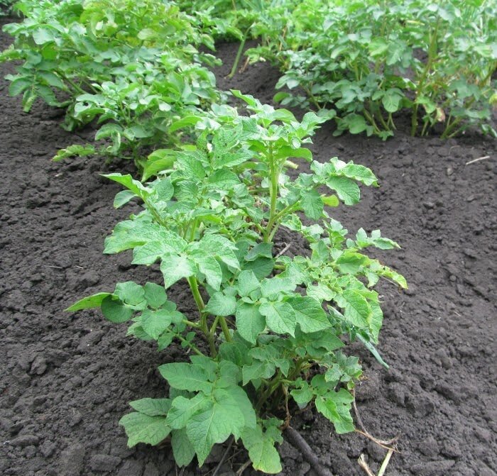 Нужно ли обрывать слишком длинные ростки на картошке. И как это влияет наурожайность - и в следующем году: про ростки и \