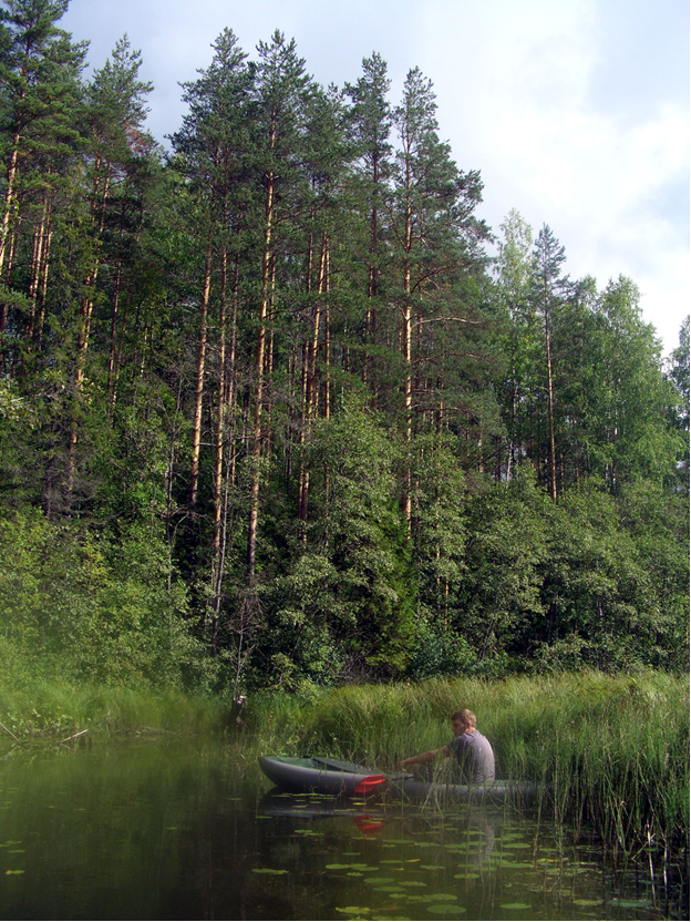 Рис. 2. Местами по берегам всё же растут сосновые леса. Фото автора.