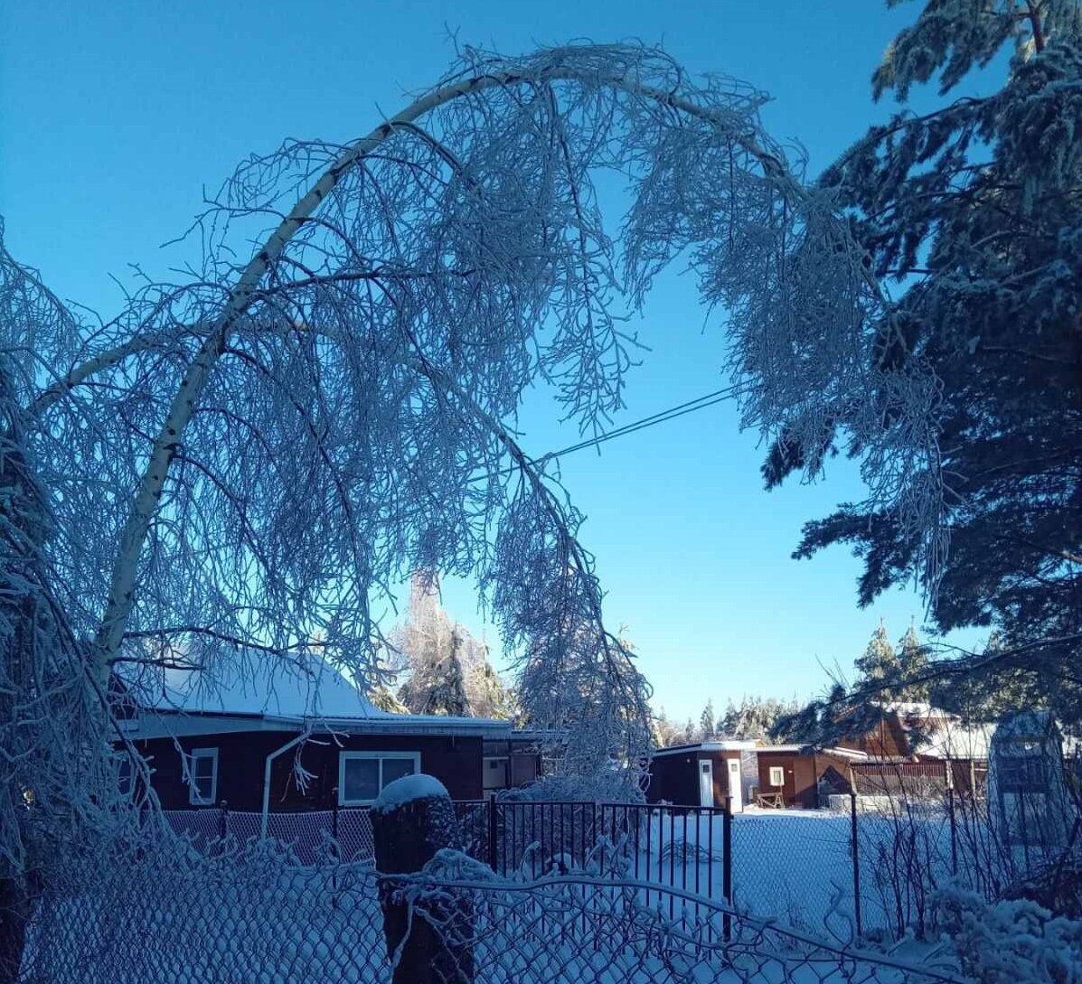 Берёзы красиво склонились над проводами