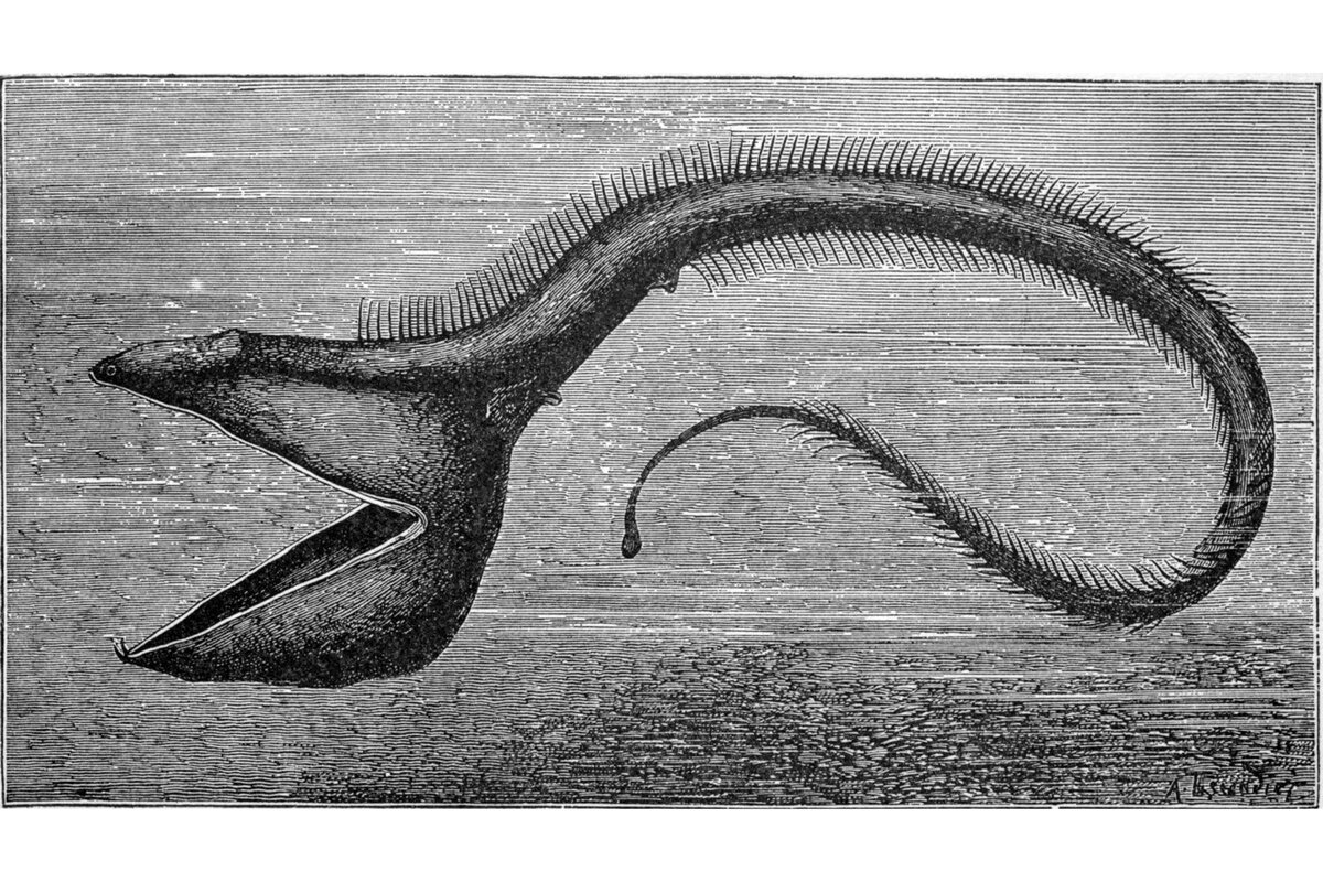 Eurypharynx pelecanoides собственной персоной.