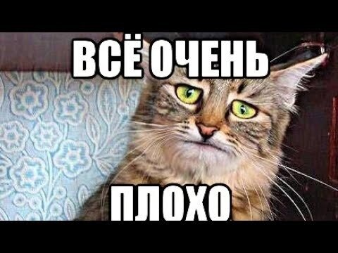 Мем из Интернета