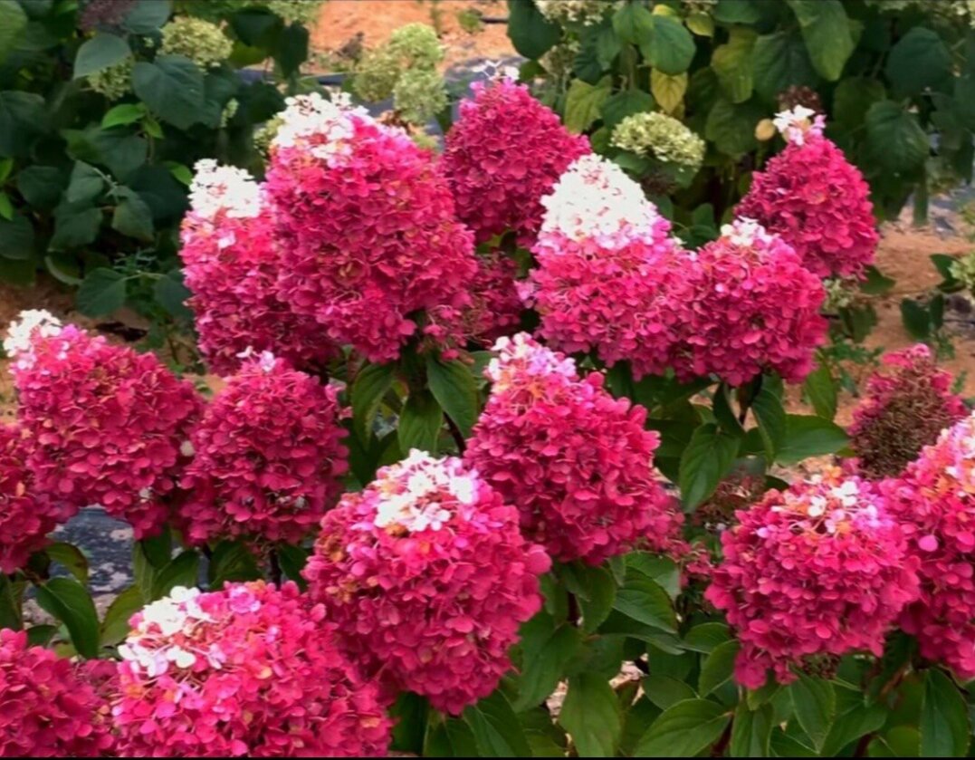 Метельчатая гортензия 