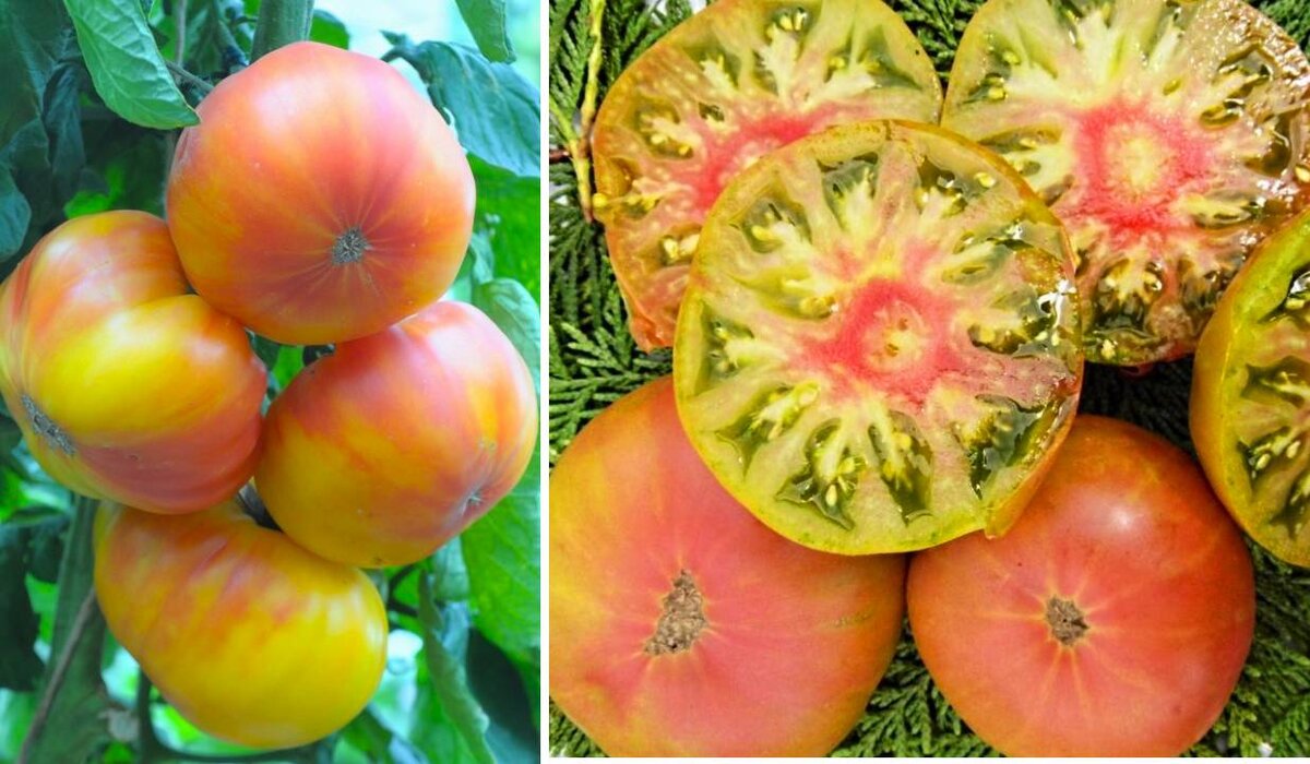 Томат сказка. Тимьян томат описание. Томат wild thyme. Томат wild thyme. Дикий томат.